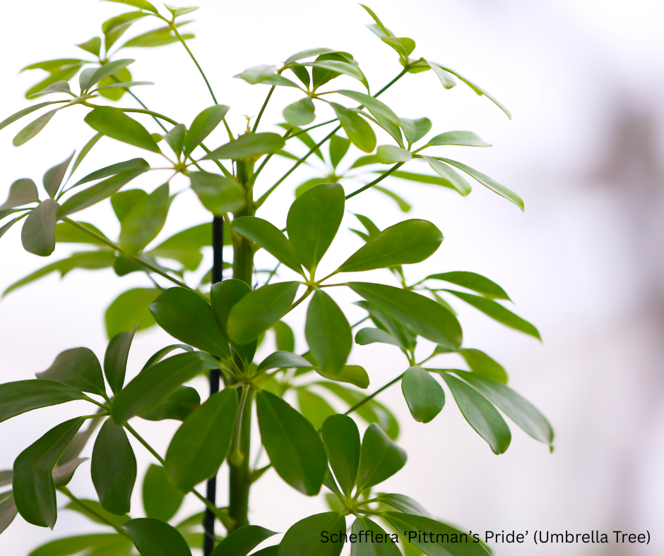Schefflera ‘Pittman’s Pride’ (Umbrella Tree) - 1,000 Seeds - Wholesale Bulk - Harvested in Elfin Forest, California