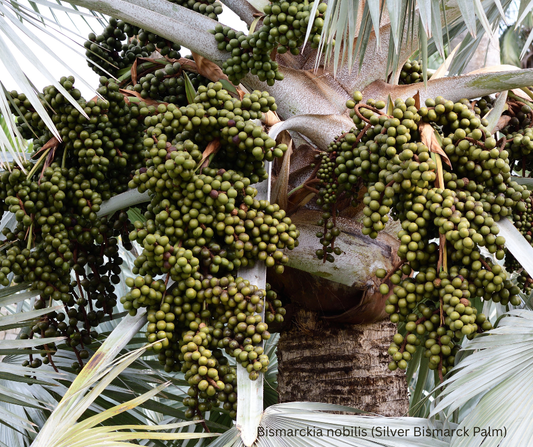 Bismarckia nobilis (Silver Bismarck Palm) - 100 Seeds - Wholesale Bulk