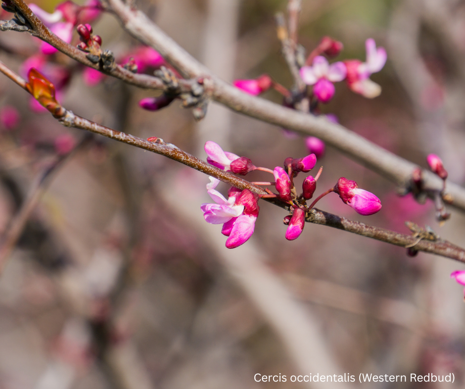 Cercis occidentalis (Western Redbud) - 1,000 Seeds - Wholesale Bulk