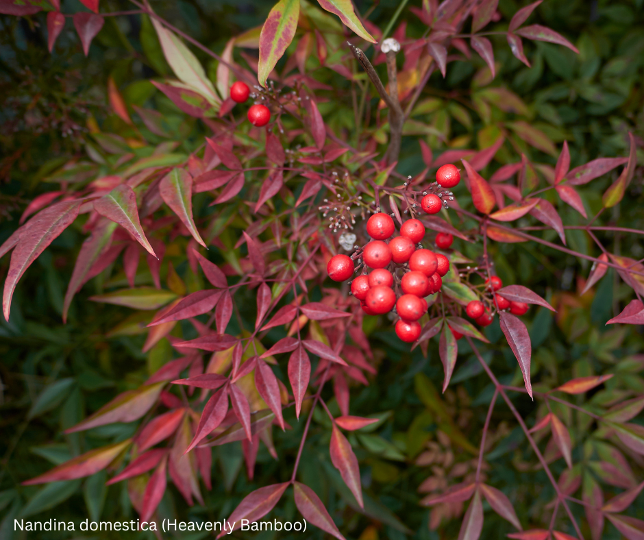 Nandina domestica (Heavenly Bamboo) - 1,000 Seeds - Wholesale Bulk