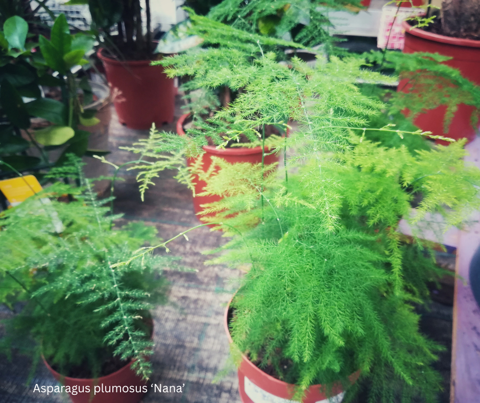 Asparagus plumosus ‘Nana’ (Dwarf Asparagus Fern) - 1,000 Seeds - Wholesale Bulk