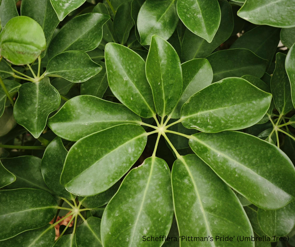 Schefflera ‘Pittman’s Pride’ (Umbrella Tree) - 1,000 Seeds - Wholesale Bulk - Harvested in Elfin Forest, California