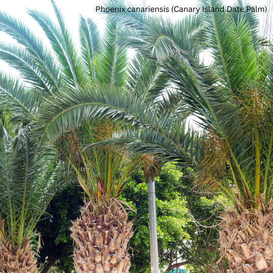 Phoenix canariensis (Canary Island Date Palm) - 1,000 Seeds - Wholesale Bulk