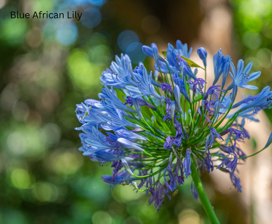 Agapanthus africanus (Blue African Lily) - 1,000 Seeds - Wholesale Bulk
