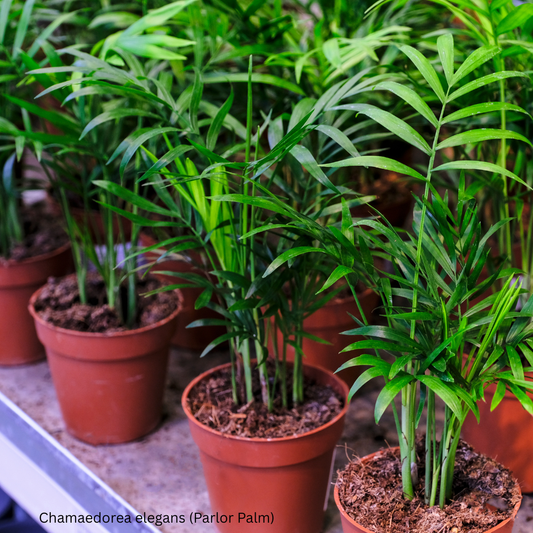 Chamaedorea elegans (Parlor Palm) - 1,000 Seeds - Wholesale Bulk