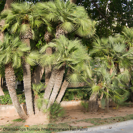 Chamaerops humilis (Mediterranean Fan Palm, European Fan Palm) - 1,000 Seeds - Wholesale Bulk