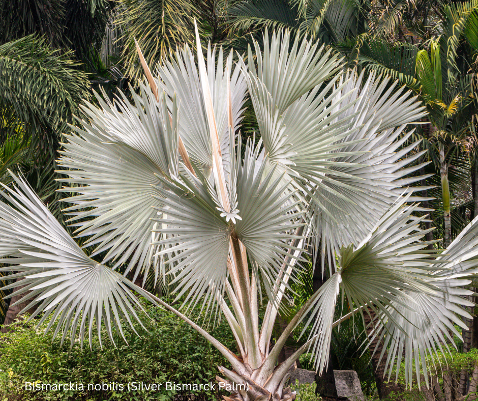 Bismarckia nobilis (Silver Bismarck Palm) - 100 Seeds - Wholesale Bulk