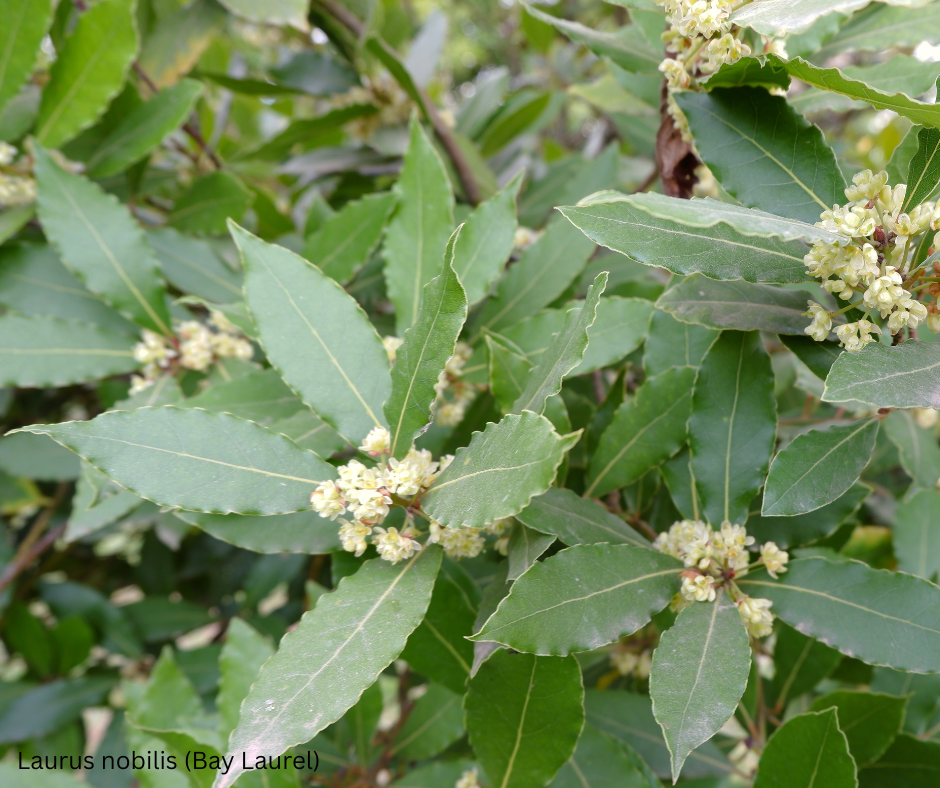 Laurus nobilis (Bay Laurel) - 1,000 Seeds - Wholesale Bulk