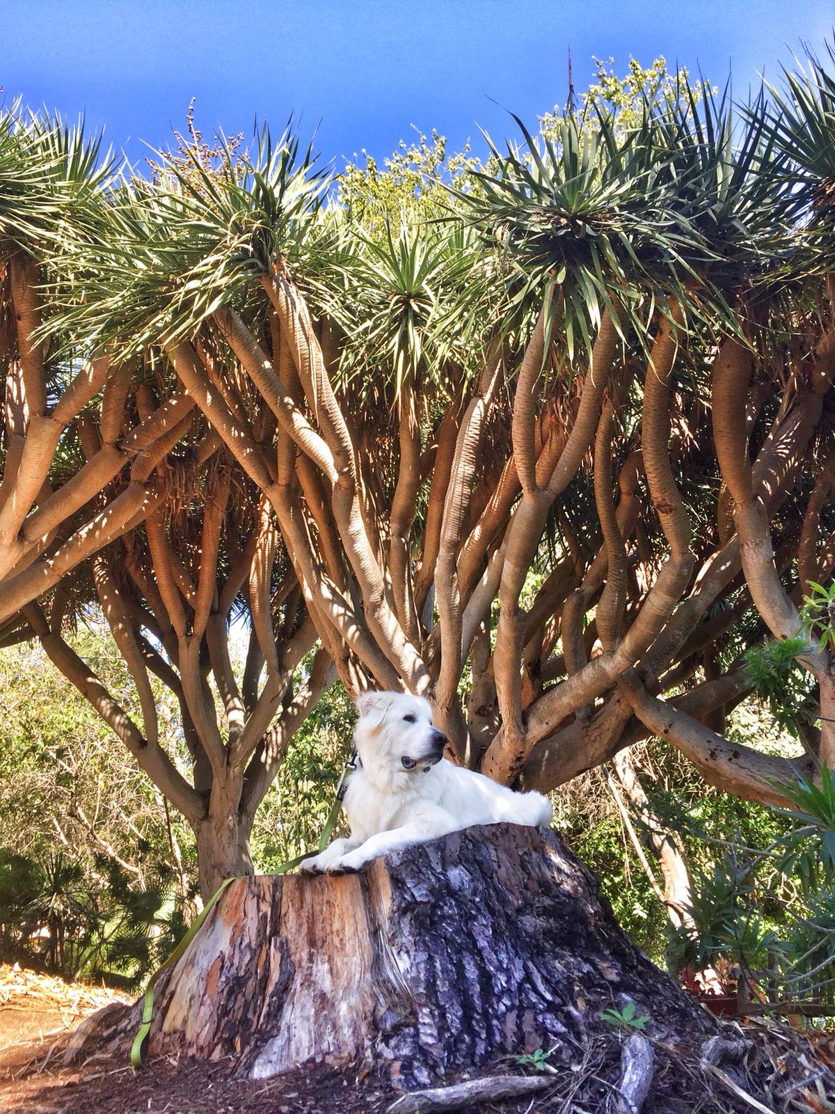 Dracaena draco (Dragon Tree) – Sculptural Canary Islands Tree – Grown in Elfin Forest, California