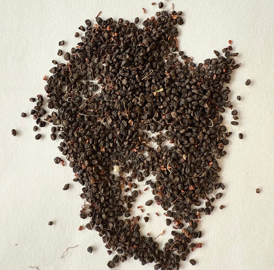 Eucalyptus pulverulenta (Baby Blue Eucalyptus) - 1,000 Seeds - Wholesale Bulk - Grown in Elfin Forest, California