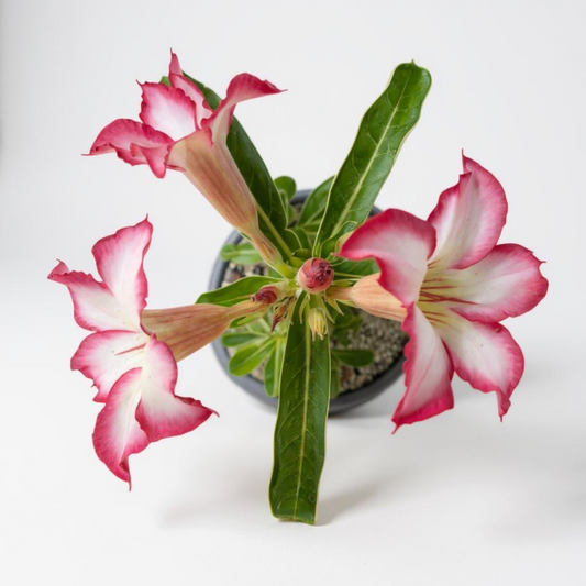 Adenium obesum Picotee – Desert Rose (Red & White Bicolor) – Grown in Elfin Forest, California