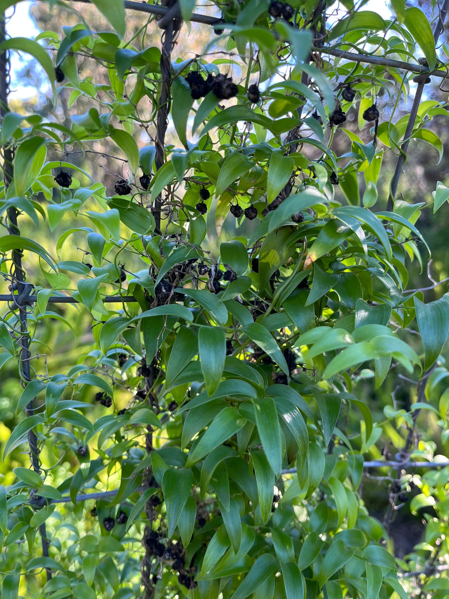 Asparagus asparagoides (Smilax / Bridal Creeper) - 1,000 Seeds - Wholesale Bulk - Harvested in Elfin Forest, California