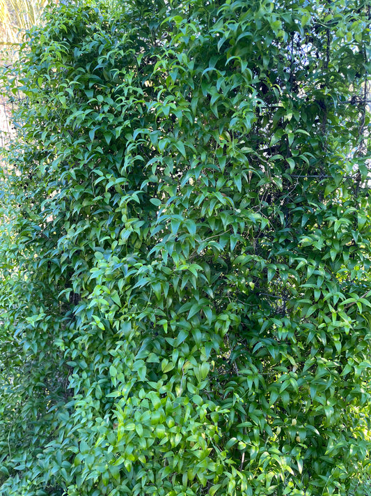 Asparagus asparagoides (Smilax / Bridal Creeper) - 1,000 Seeds - Wholesale Bulk - Harvested in Elfin Forest, California