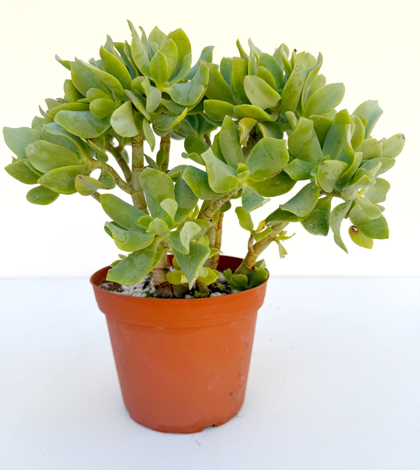 Crassula Blue Waves – Jade Succulent Variety – Grown in Elfin Forest, California