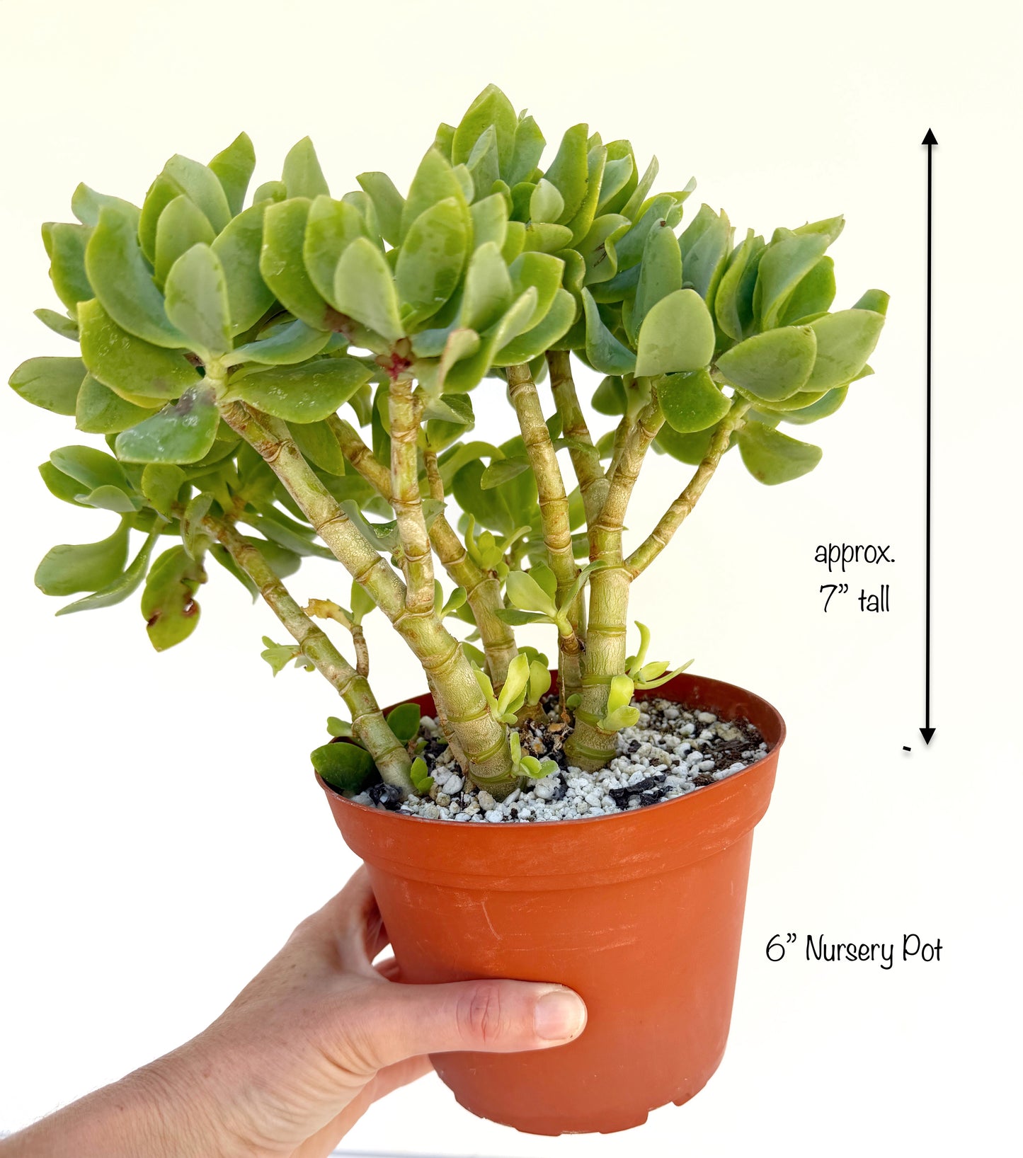 Crassula Blue Waves – Jade Succulent Variety – Grown in Elfin Forest, California