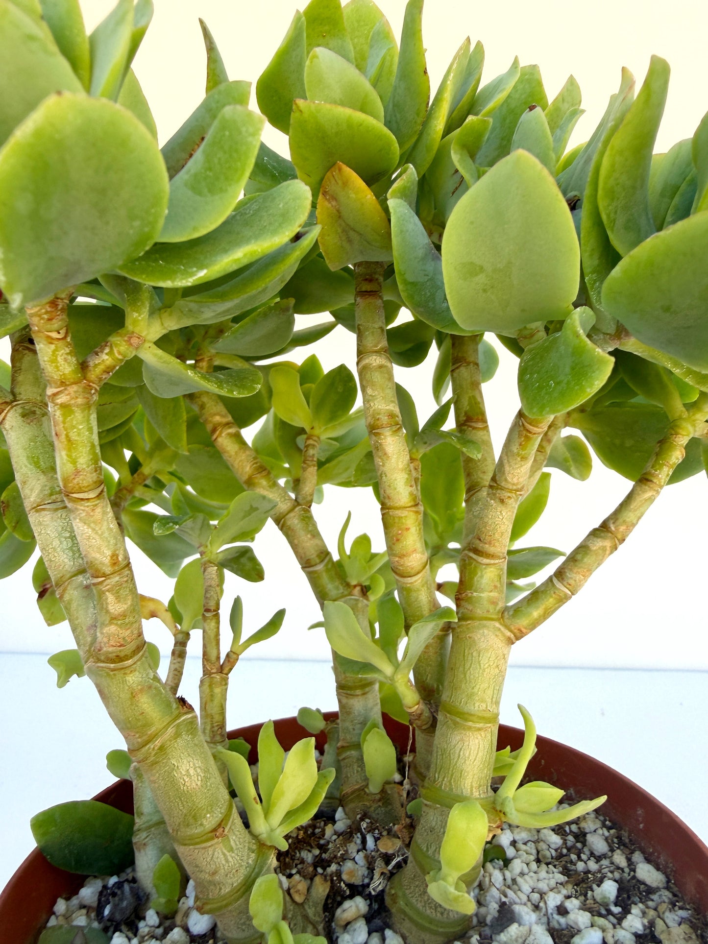 Crassula Blue Waves – Jade Succulent Variety – Grown in Elfin Forest, California