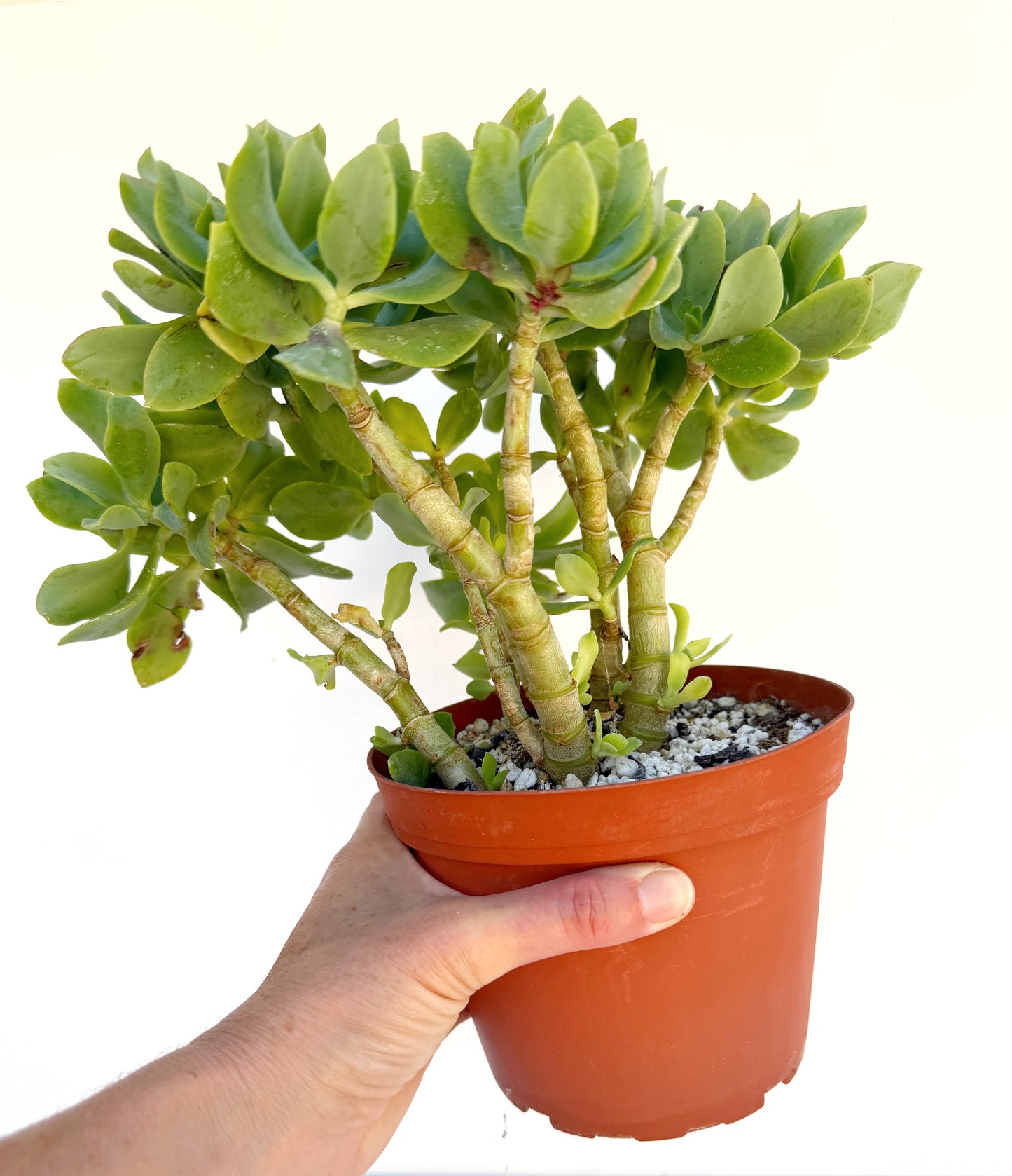 Crassula Blue Waves – Jade Succulent Variety – Grown in Elfin Forest, California