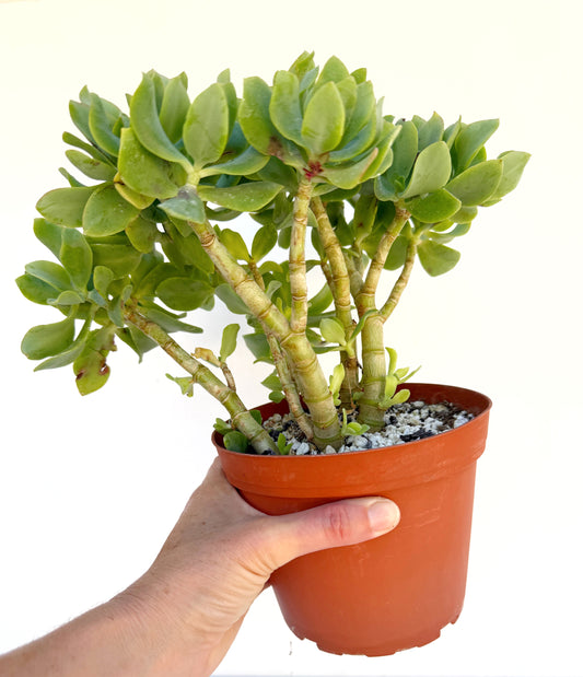 Crassula Blue Waves – Jade Succulent Variety – Grown in Elfin Forest, California