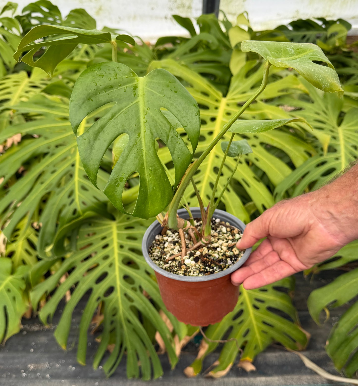 Monstera deliciosa (Swiss Cheese Plant) – Easy-Care Indoor Houseplant – Grown in Elfin Forest, California