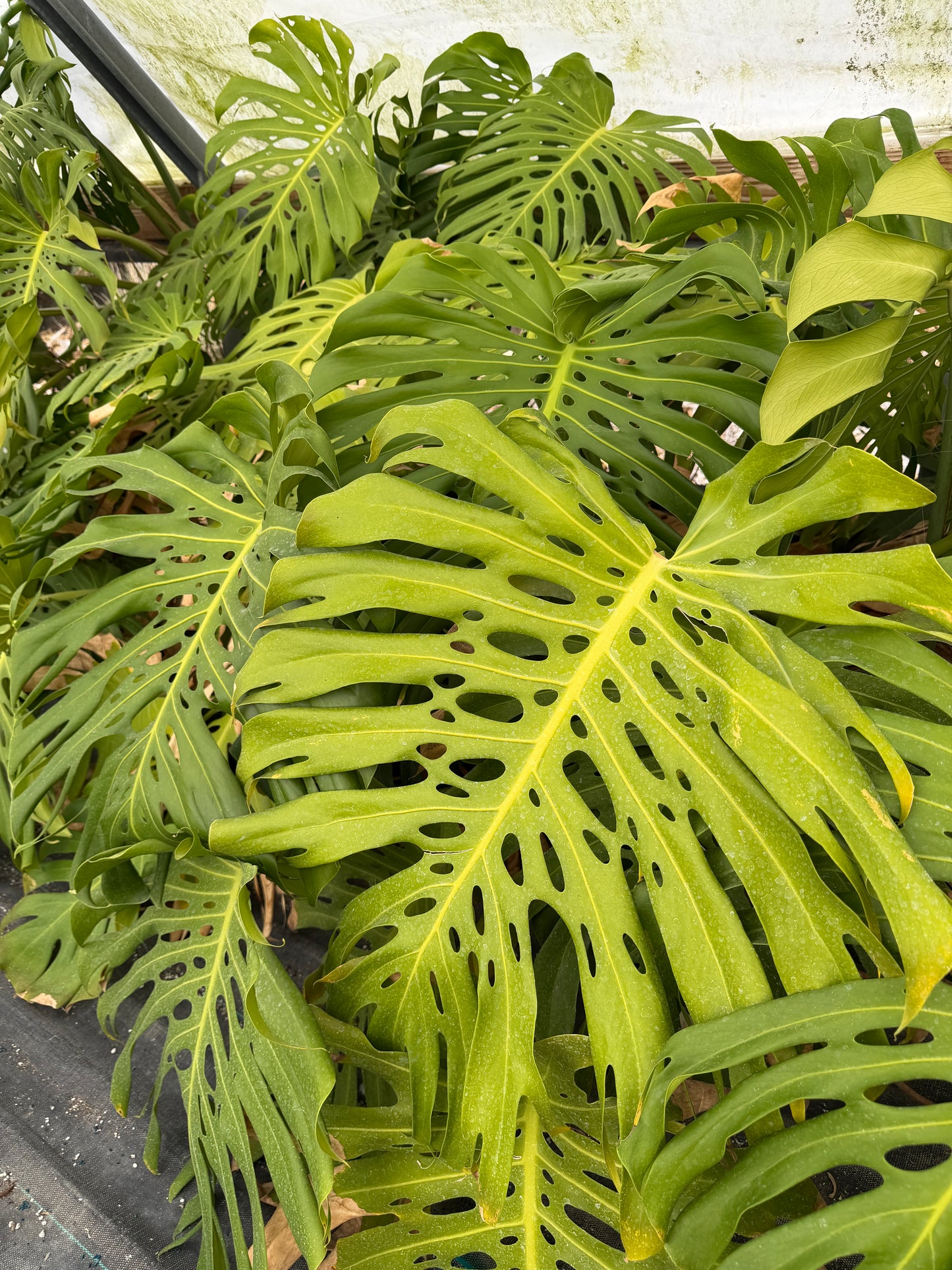 Monstera deliciosa (Swiss Cheese Plant) – Fresh Seeds – Easy to Germinate & Fun to Grow