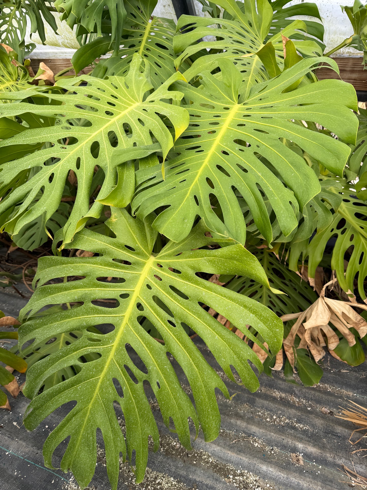 Monstera deliciosa (Swiss Cheese Plant) – Easy-Care Indoor Houseplant – Grown in Elfin Forest, California