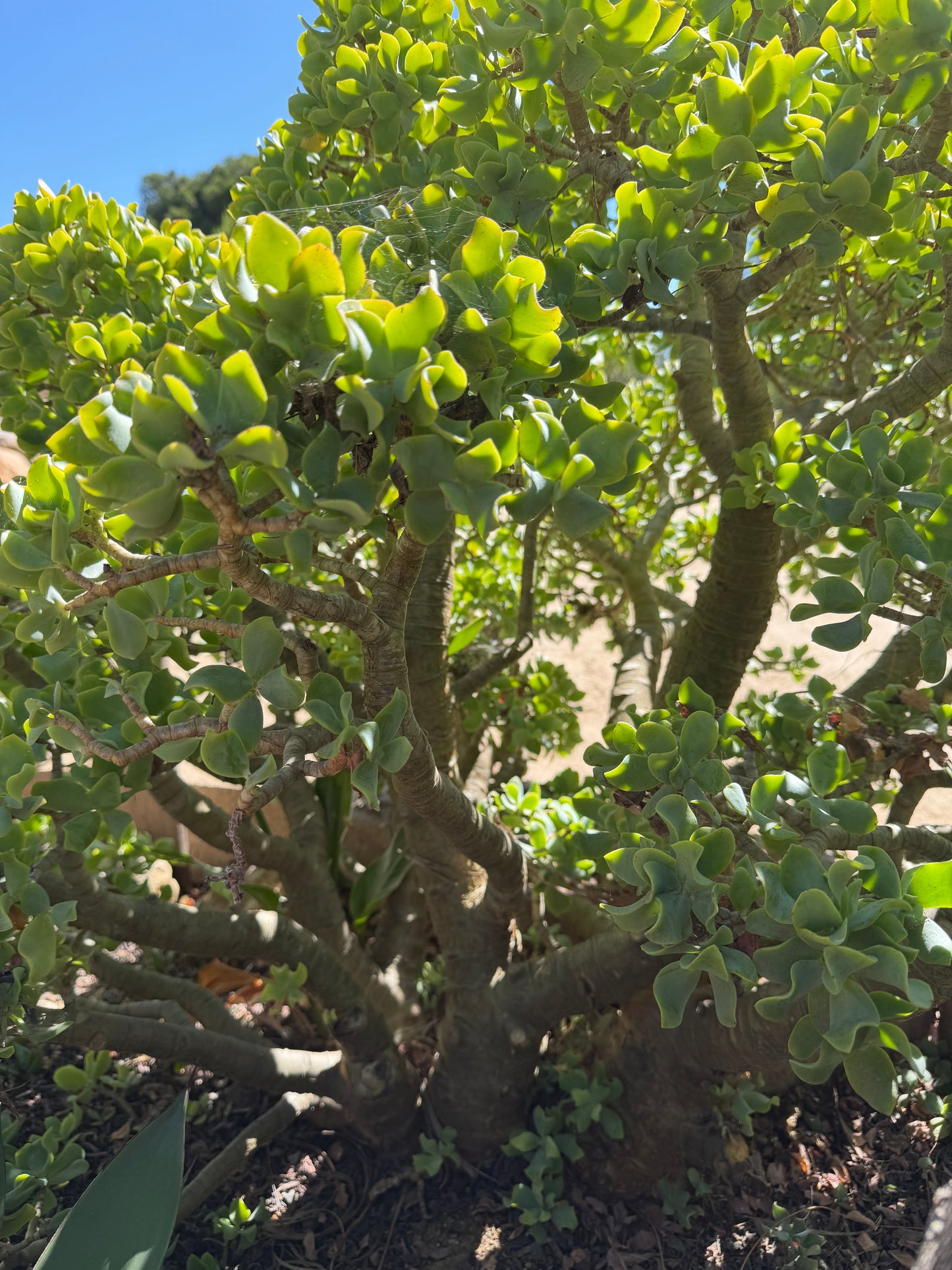 Crassula Blue Waves – Jade Succulent Variety – Grown in Elfin Forest, California