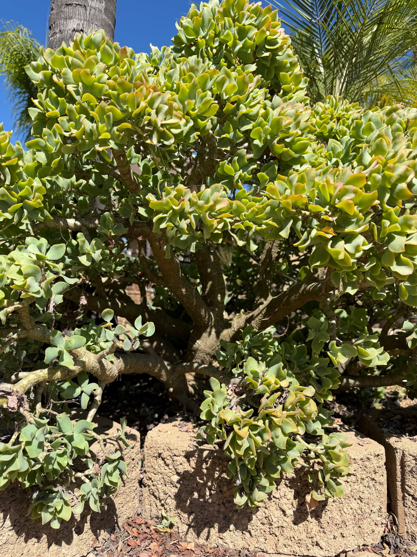 Crassula Blue Waves – Jade Succulent Variety – Grown in Elfin Forest, California