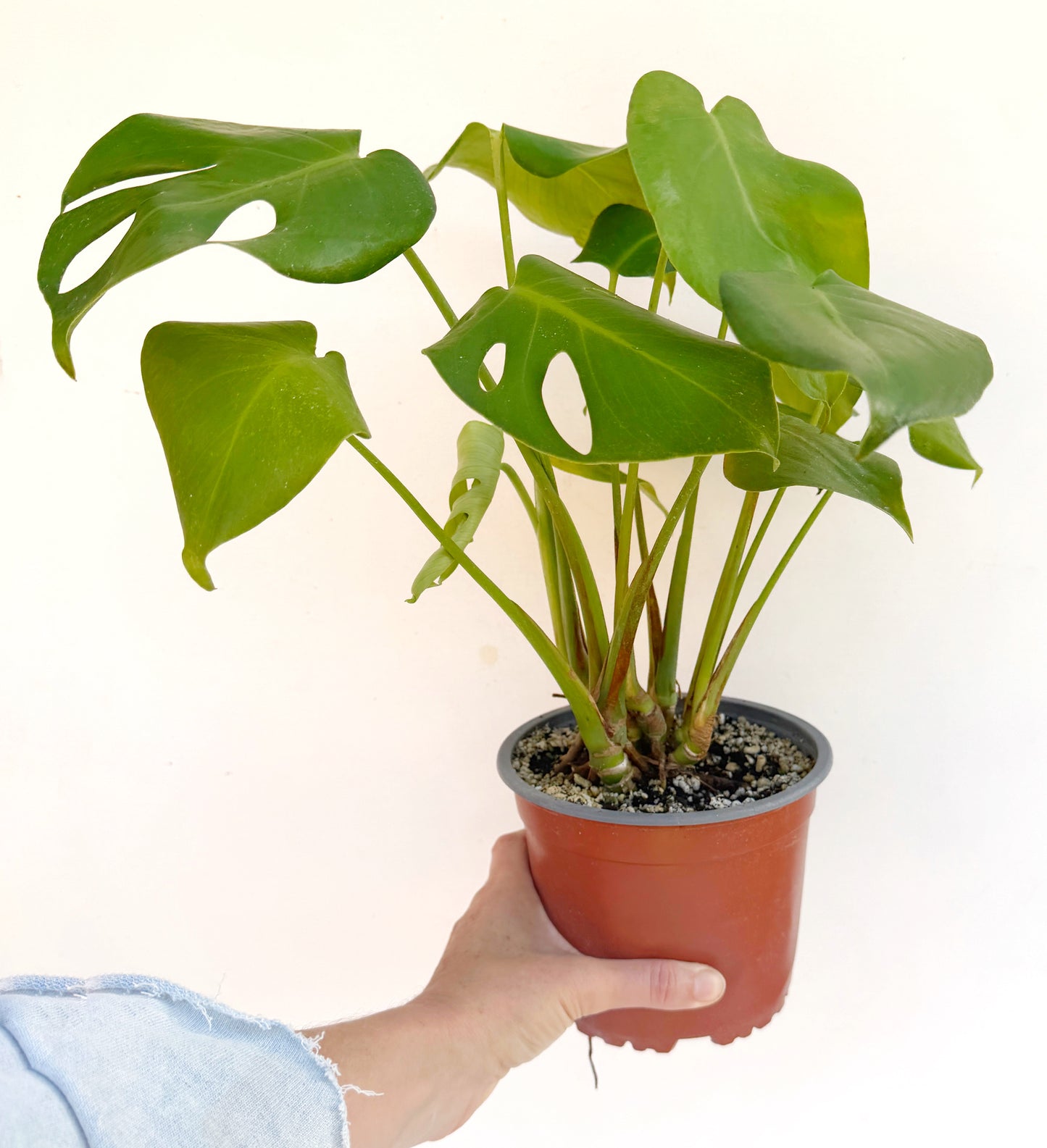 Monstera deliciosa (Swiss Cheese Plant) – Easy-Care Indoor Houseplant – Grown in Elfin Forest, California