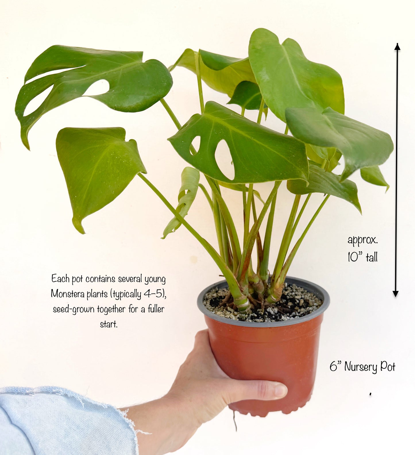 Monstera deliciosa (Swiss Cheese Plant) – Easy-Care Indoor Houseplant – Grown in Elfin Forest, California