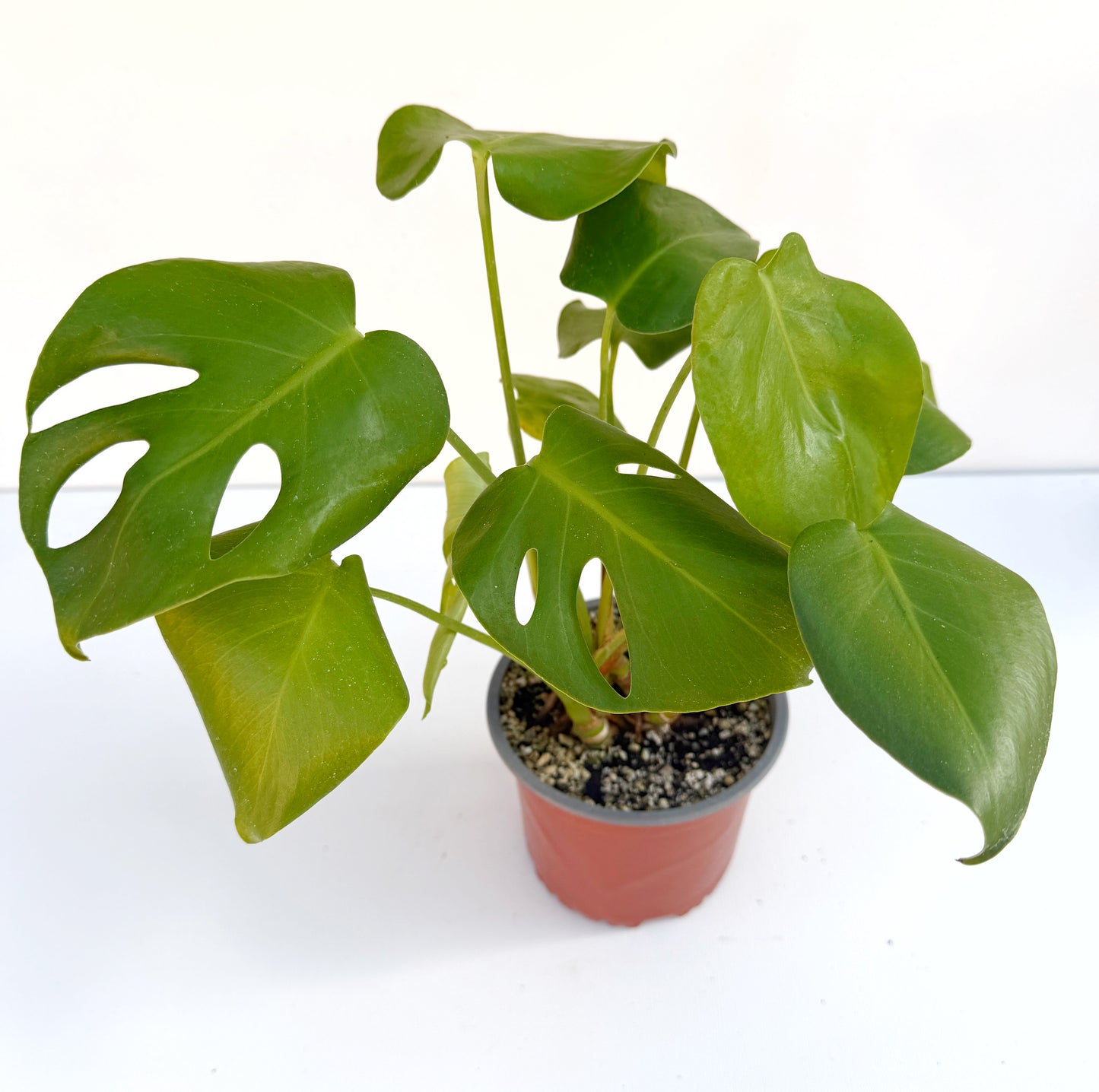 Monstera deliciosa (Swiss Cheese Plant) – Easy-Care Indoor Houseplant – Grown in Elfin Forest, California