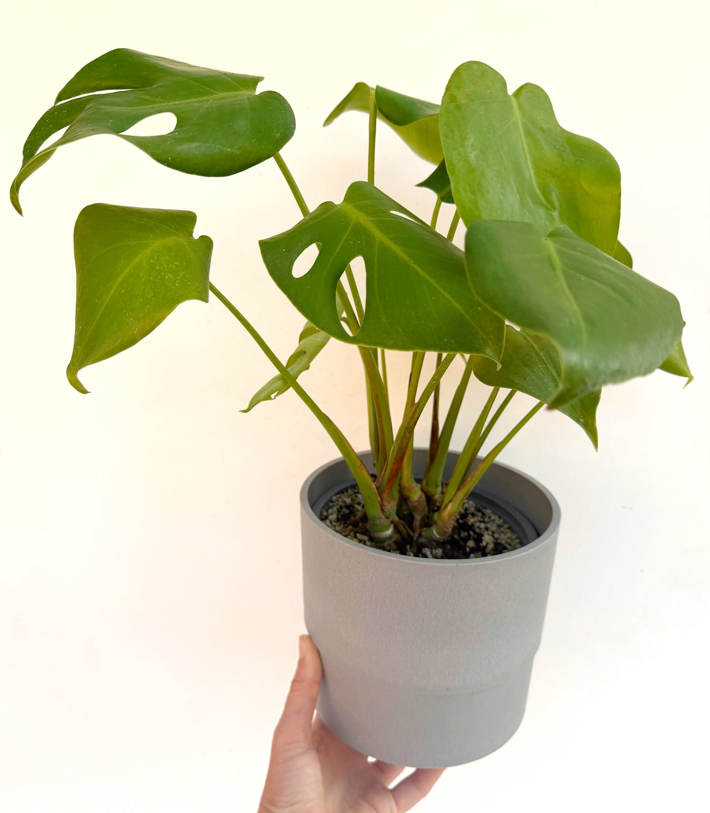 Monstera deliciosa (Swiss Cheese Plant) – Easy-Care Indoor Houseplant – Grown in Elfin Forest, California