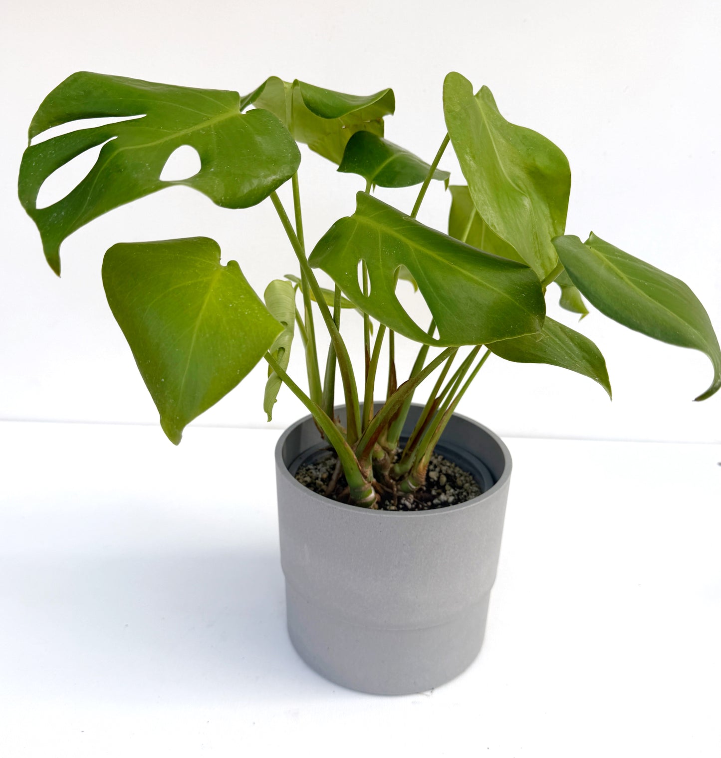 Monstera deliciosa (Swiss Cheese Plant) – Easy-Care Indoor Houseplant – Grown in Elfin Forest, California