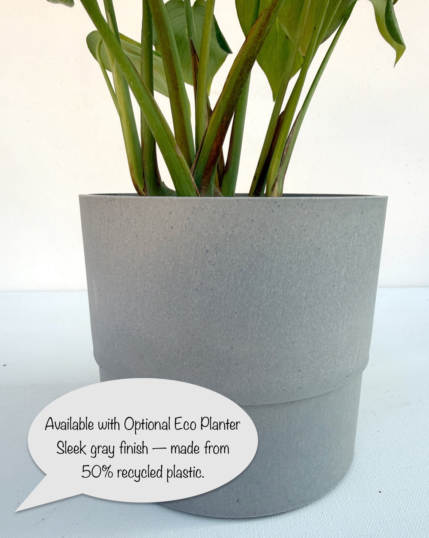 Monstera deliciosa (Swiss Cheese Plant) – Easy-Care Indoor Houseplant – Grown in Elfin Forest, California