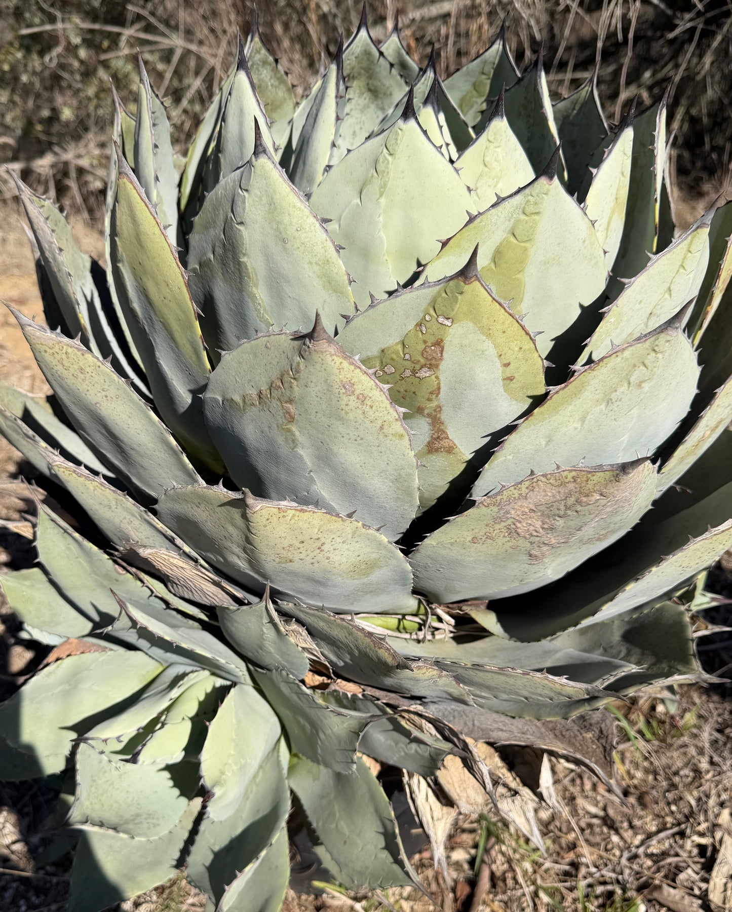 Huachuca Agave (Agave parryi var. huachucensis)  – Blue-Gray Compact Succulent – Cold Hardy Plant -Seed Grown in Elfin Forest, CA