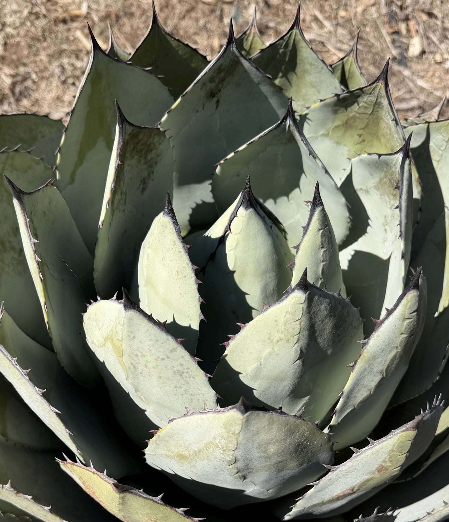 Huachuca Agave (Agave parryi var. huachucensis)  – Blue-Gray Compact Succulent – Cold Hardy Plant -Seed Grown in Elfin Forest, CA