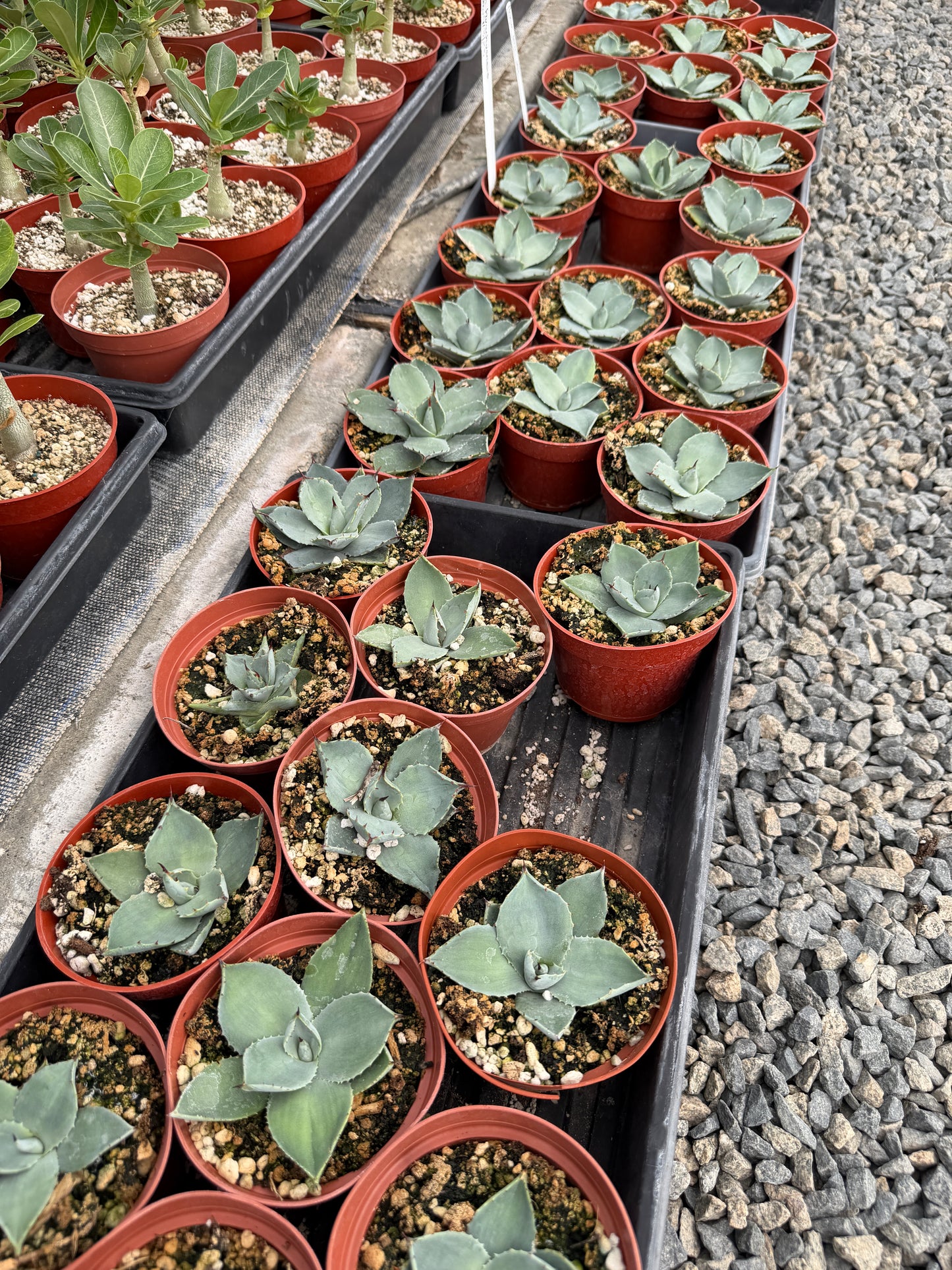 Huachuca Agave (Agave parryi var. huachucensis)  – Blue-Gray Compact Succulent – Cold Hardy Plant -Seed Grown in Elfin Forest, CA