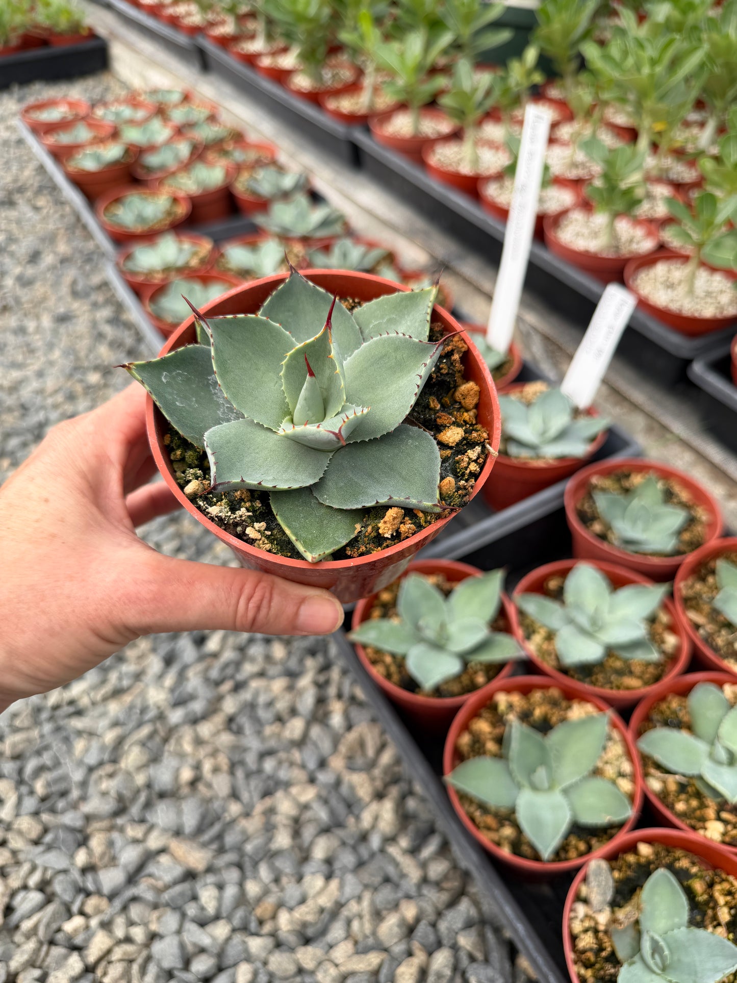 Huachuca Agave (Agave parryi var. huachucensis)  – Blue-Gray Compact Succulent – Cold Hardy Plant -Seed Grown in Elfin Forest, CA