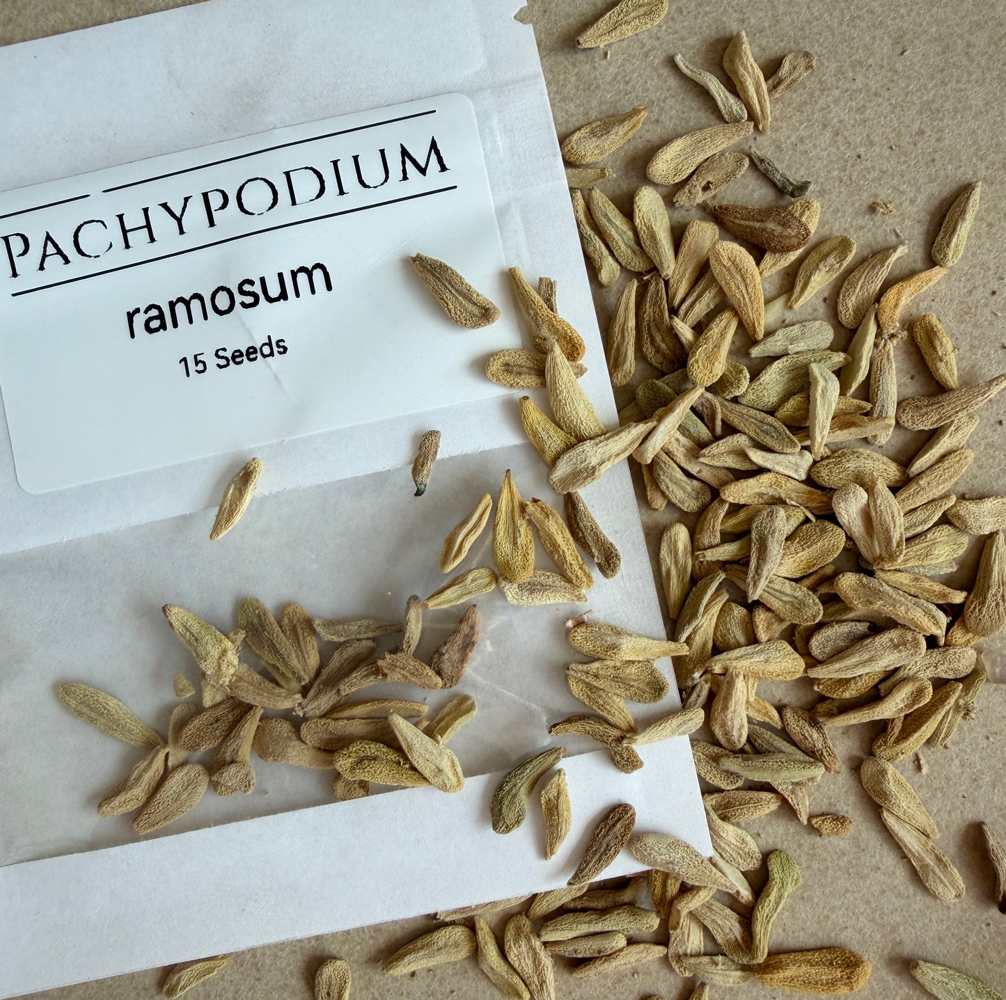 Pachypodium ramosum Seeds (Madagascar Palm) – Exotic Succulent Seeds – Grown in Elfin Forest, California (Copy)