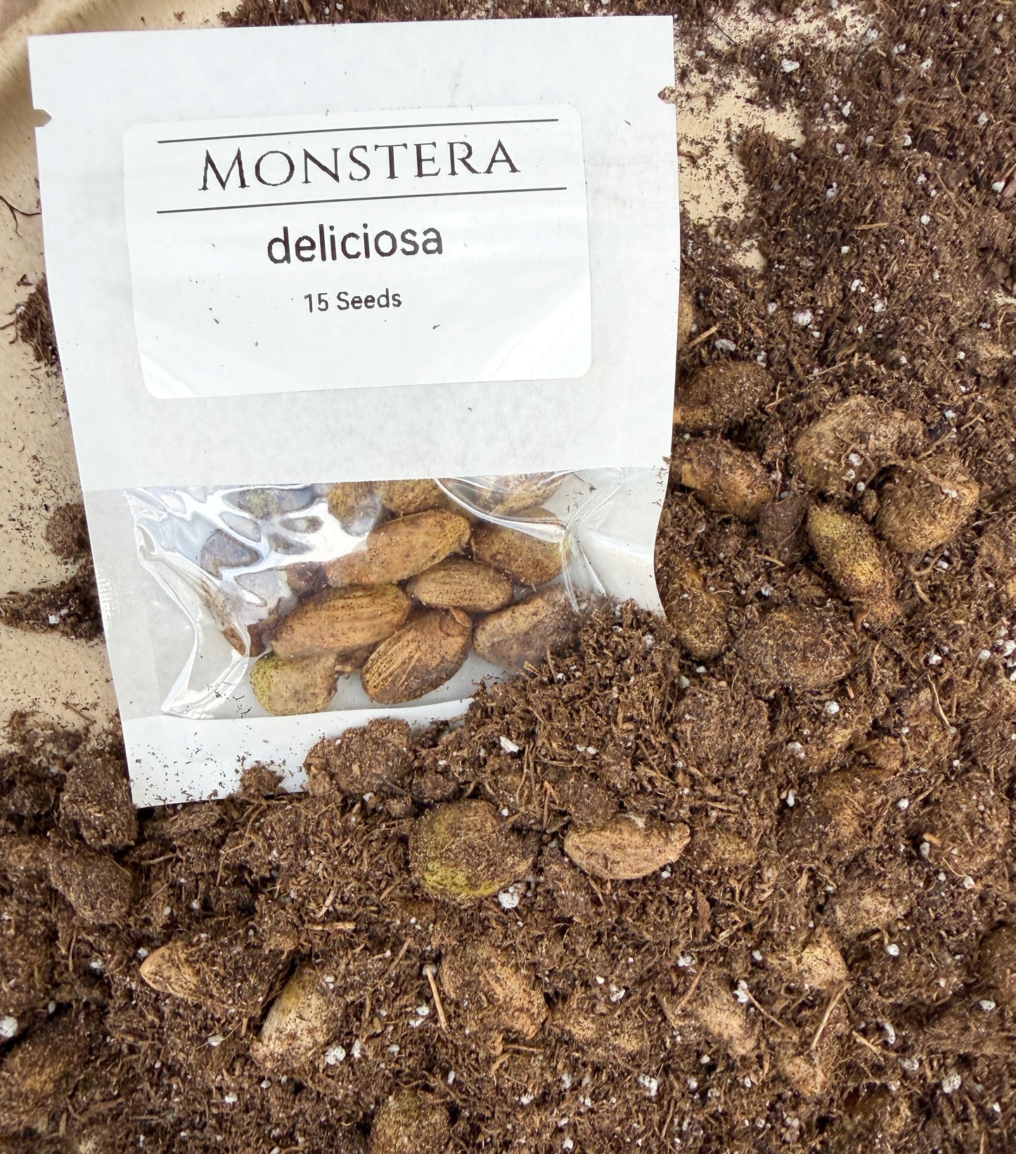 Monstera deliciosa (Swiss Cheese Plant) – Fresh Seeds – Easy to Germinate & Fun to Grow