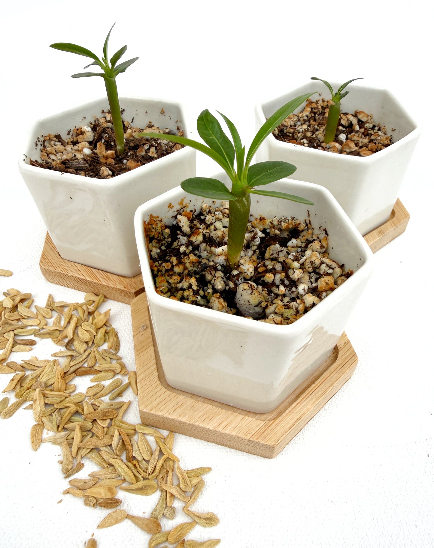 Pachypodium lamerei (Madagascar Palm) - 1,000 Seeds - Wholesale Bulk - Grown in Elfin Forest, California