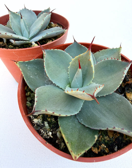 Huachuca Agave (Agave parryi var. huachucensis)  – Blue-Gray Compact Succulent – Cold Hardy Plant -Seed Grown in Elfin Forest, CA