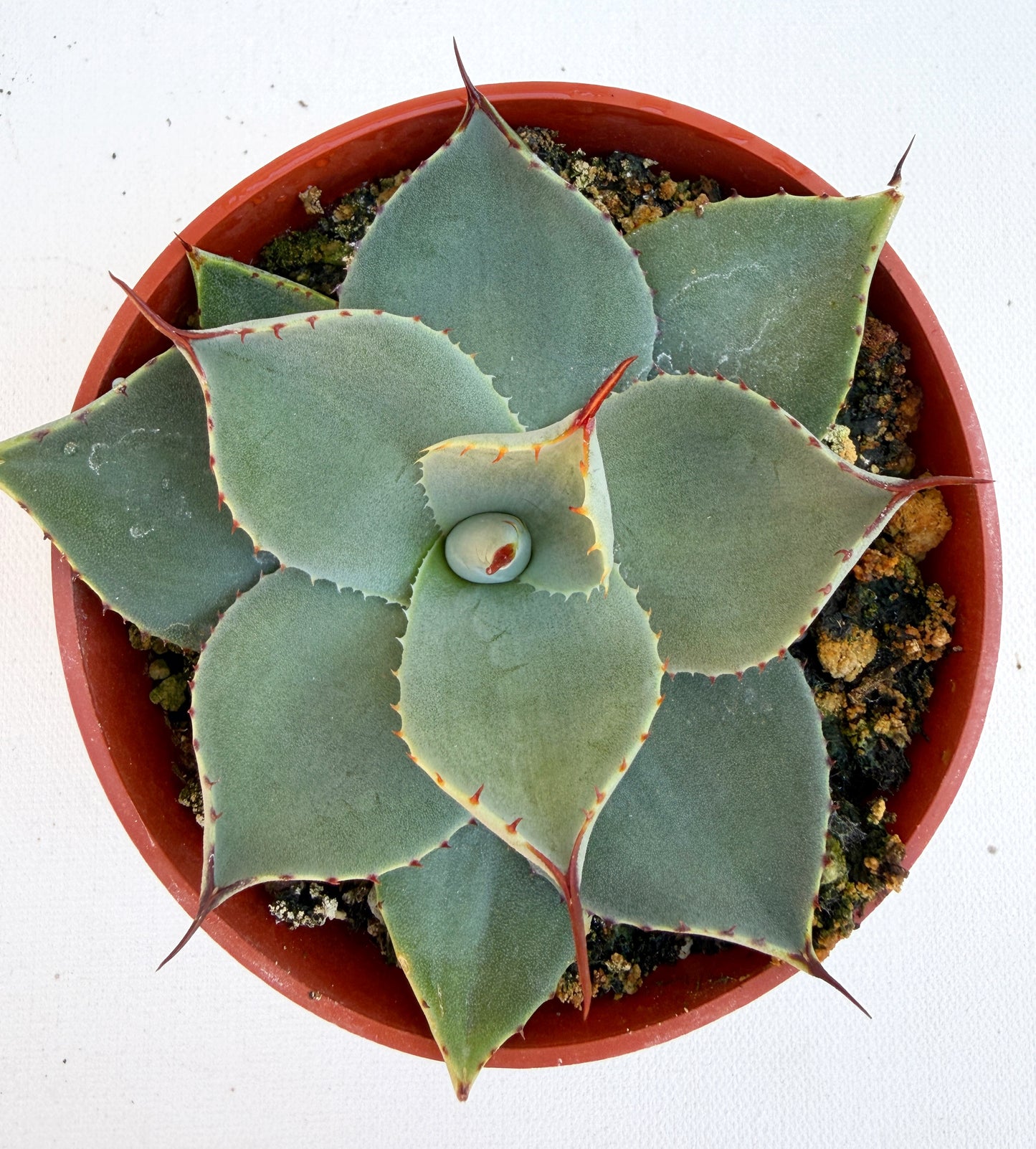 Huachuca Agave (Agave parryi var. huachucensis)  – Blue-Gray Compact Succulent – Cold Hardy Plant -Seed Grown in Elfin Forest, CA