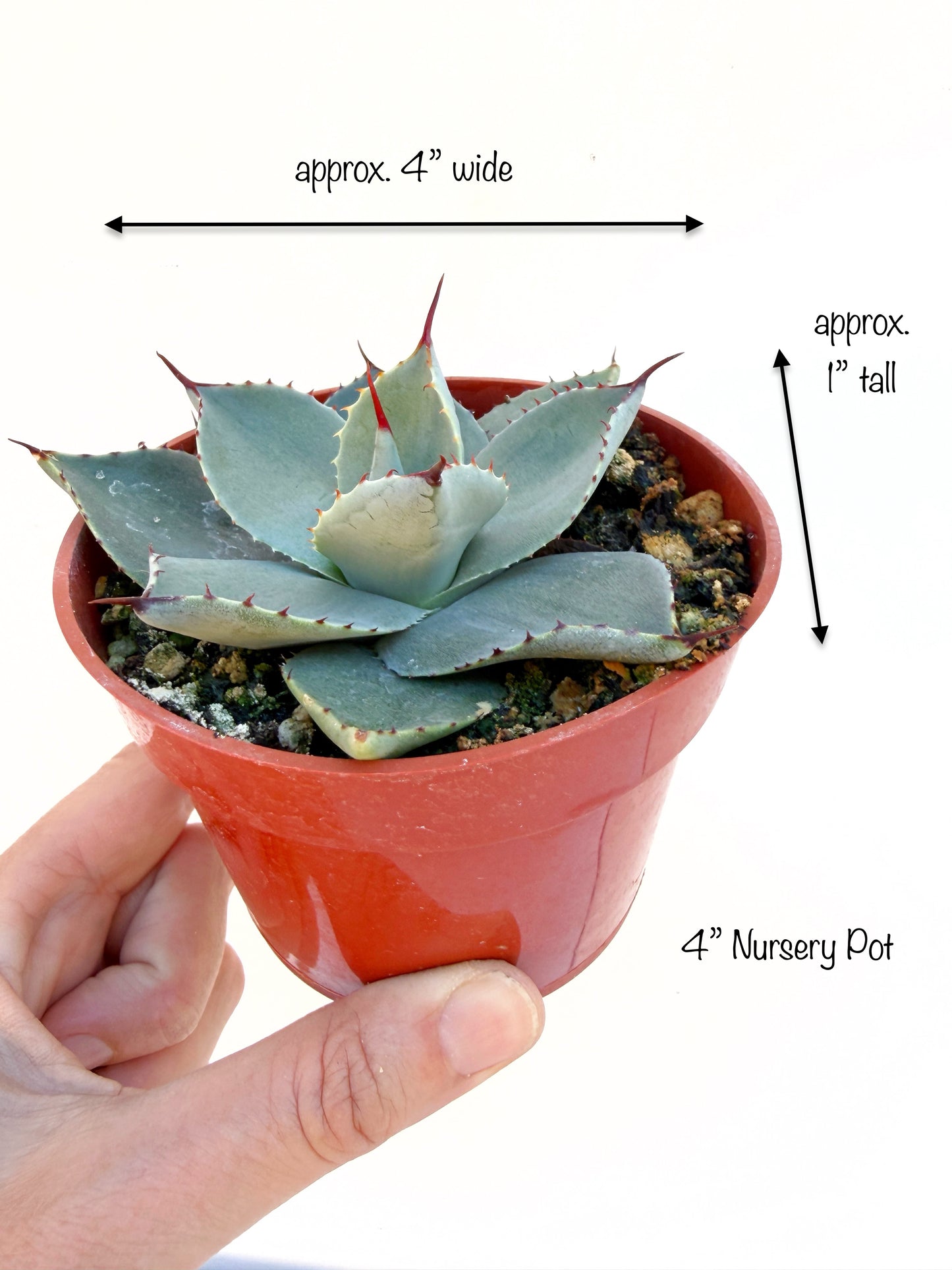 Huachuca Agave (Agave parryi var. huachucensis)  – Blue-Gray Compact Succulent – Cold Hardy Plant -Seed Grown in Elfin Forest, CA