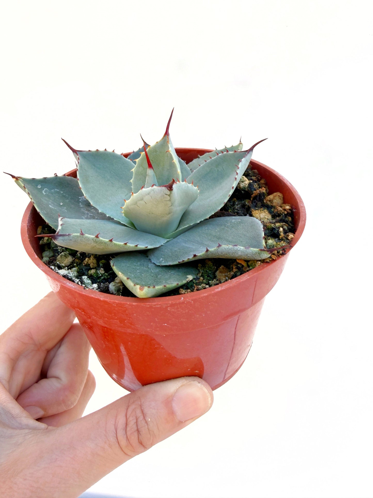 Huachuca Agave (Agave parryi var. huachucensis)  – Blue-Gray Compact Succulent – Cold Hardy Plant -Seed Grown in Elfin Forest, CA