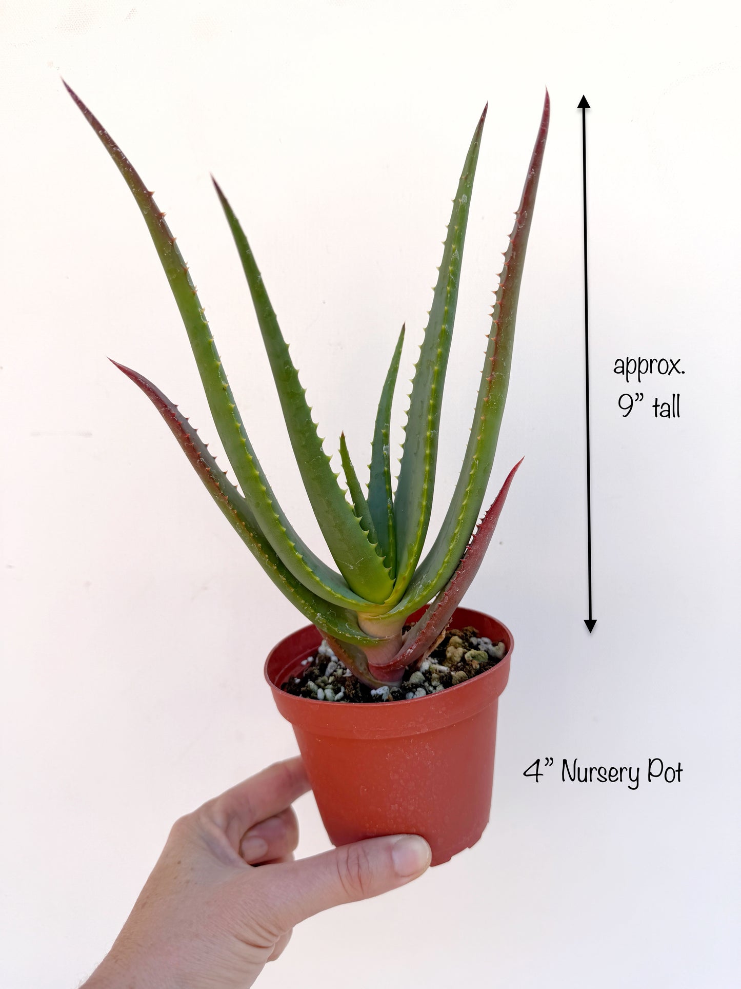 Aloe wickensii (Wickens’ Aloe) – Seed-Grown Succulent with Red-Tipped Leaves – Grown in Elfin Forest, California