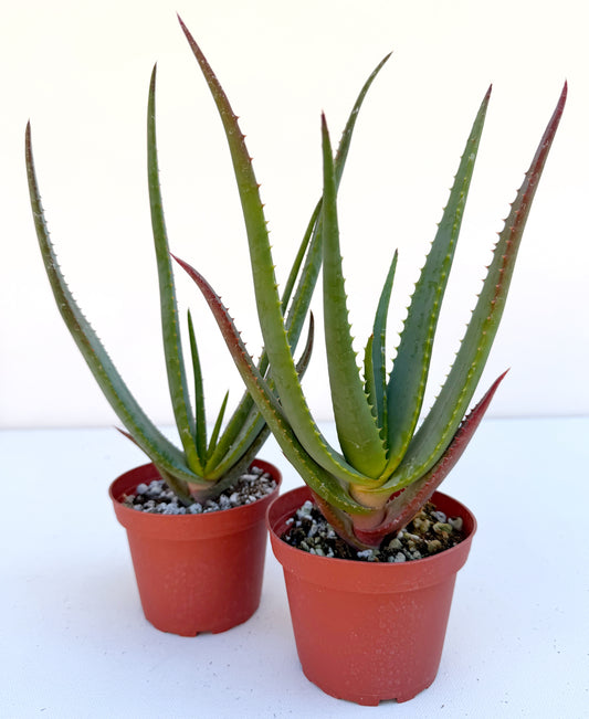 Aloe wickensii (Wickens’ Aloe) – Seed-Grown Succulent with Red-Tipped Leaves – Grown in Elfin Forest, California