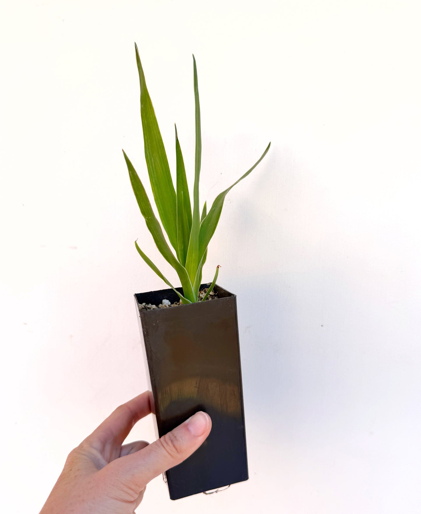 Dracaena draco (Dragon Tree) – Sculptural Canary Islands Tree – Grown in Elfin Forest, California