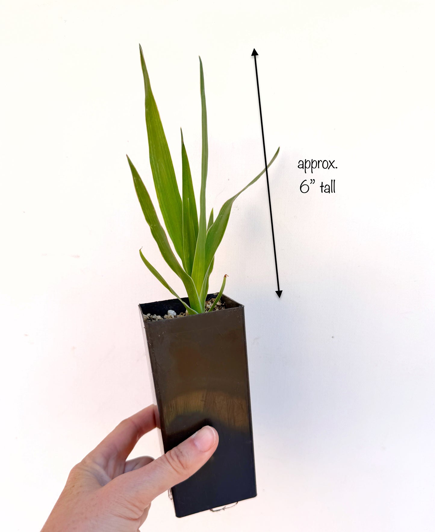 Dracaena draco (Dragon Tree) – Sculptural Canary Islands Tree – Grown in Elfin Forest, California