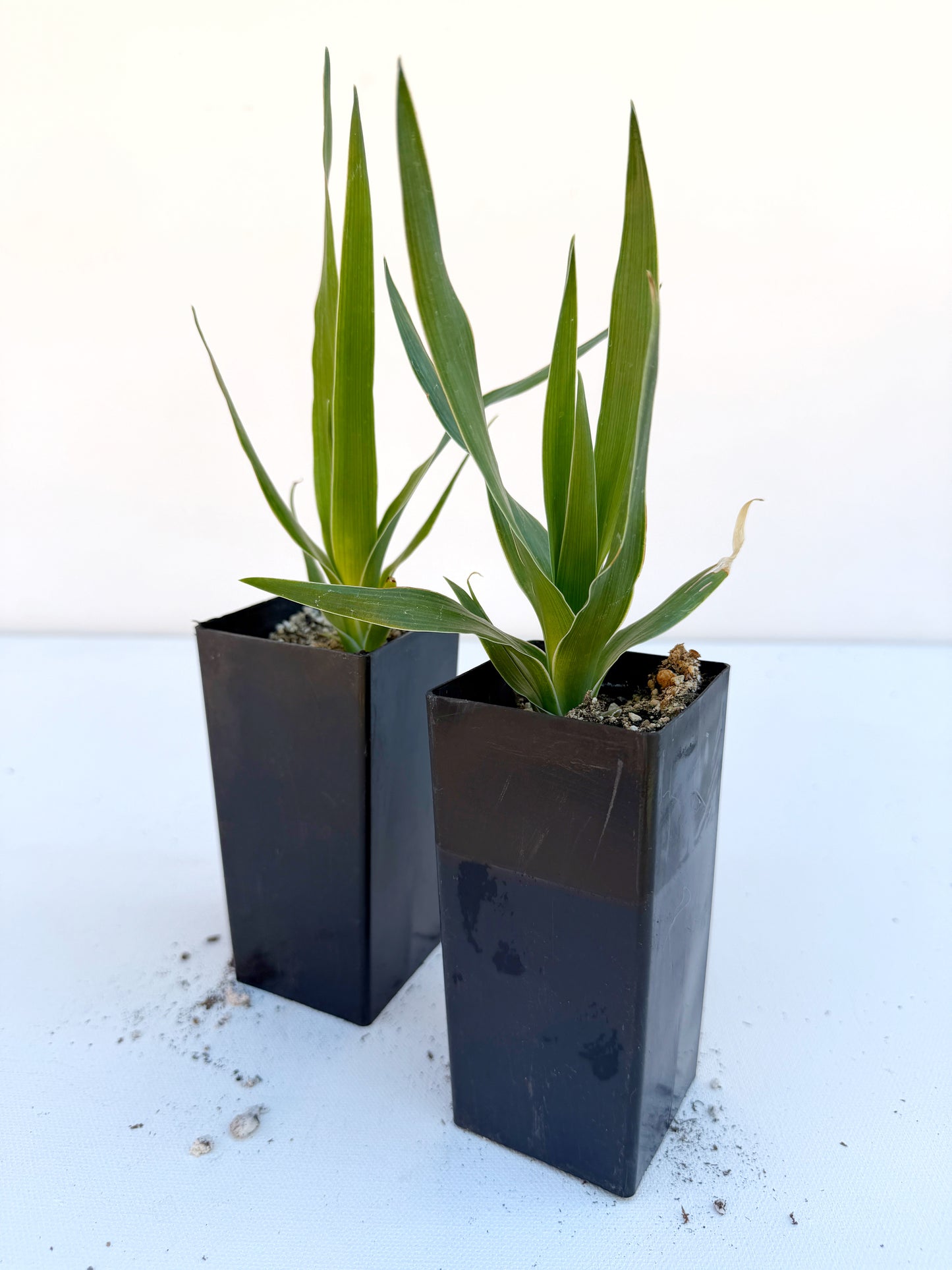 Dracaena draco (Dragon Tree) – Sculptural Canary Islands Tree – Grown in Elfin Forest, California