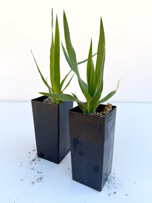 Dracaena draco (Dragon Tree) – Sculptural Canary Islands Tree – Grown in Elfin Forest, California